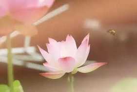 娑婆世界众生的来源