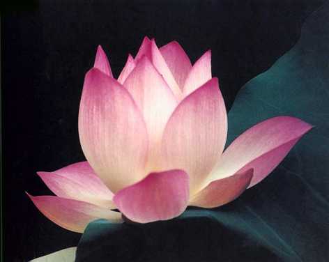 何谓三乘五性