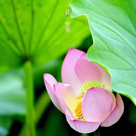 开悟