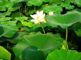 须陀洹果