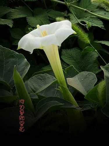 药师心咒的功德是什么