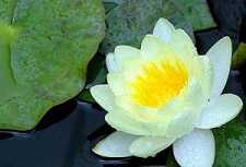药师经注音