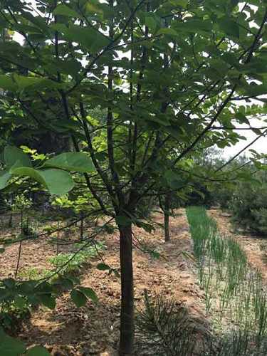药师灌顶真言回向文