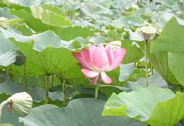诵完药师经如何回向